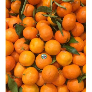 Clémentine feuilles