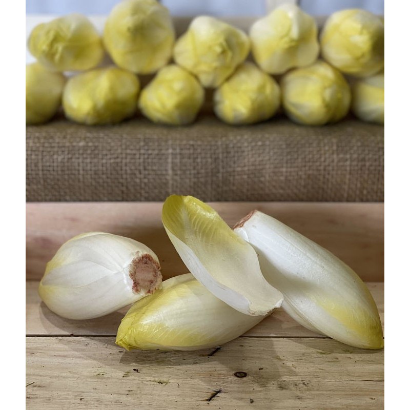 Endive