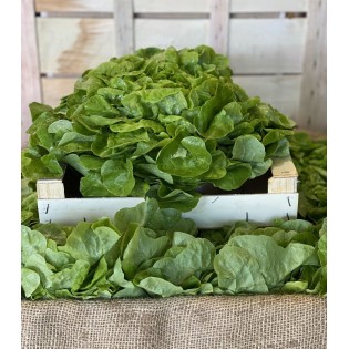 Salade Feuille de Chêne Blonde