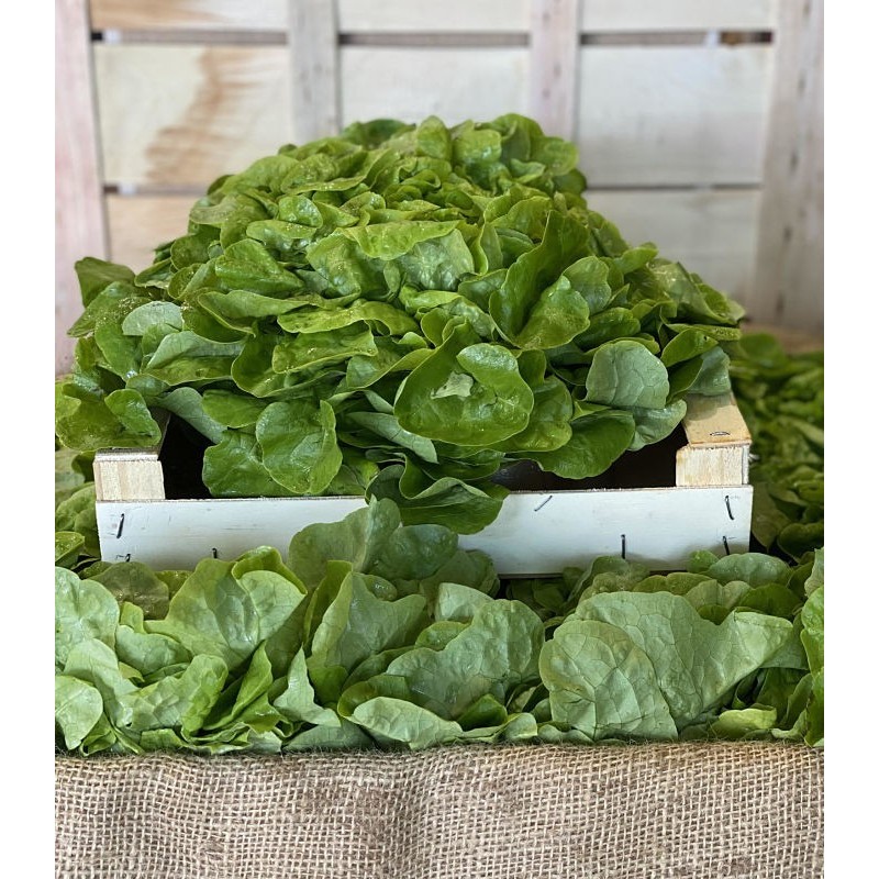 Salade Feuille de Chêne Blonde