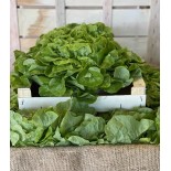 Salade Feuille de Chêne Blonde