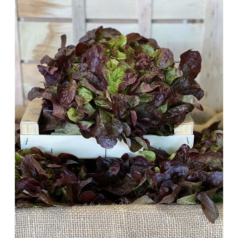 Salade Feuille de Chêne Brune