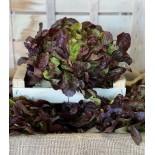 Salade Feuille de Chêne Brune