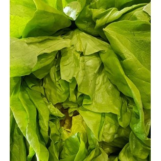 Salade Laitue