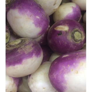Navet Rave Violette
