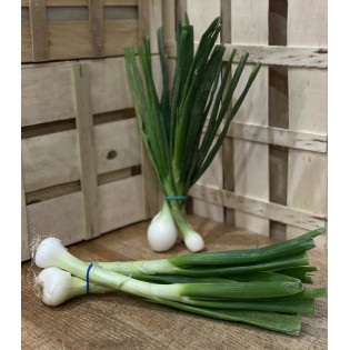 Oignon frais en botte