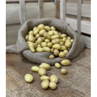 Pomme de terre Nouvelle