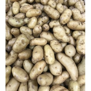 Pomme de terre Ratte