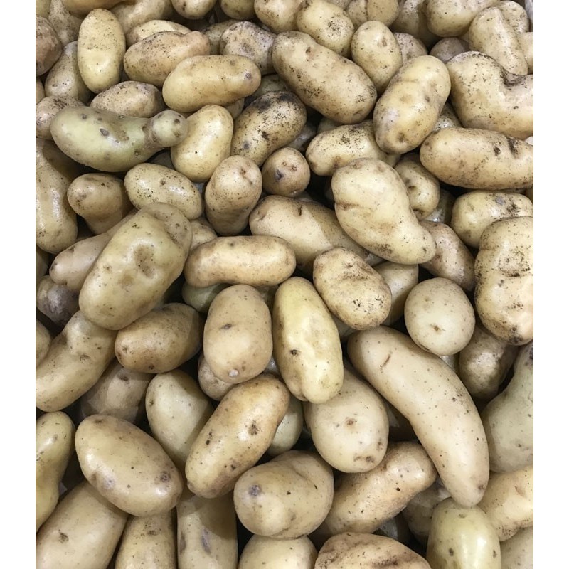 Pomme de terre Ratte