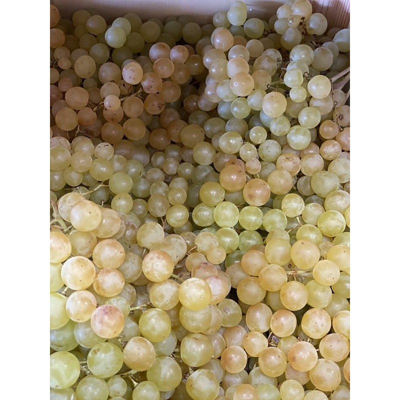 Raisin blanc sans pépins