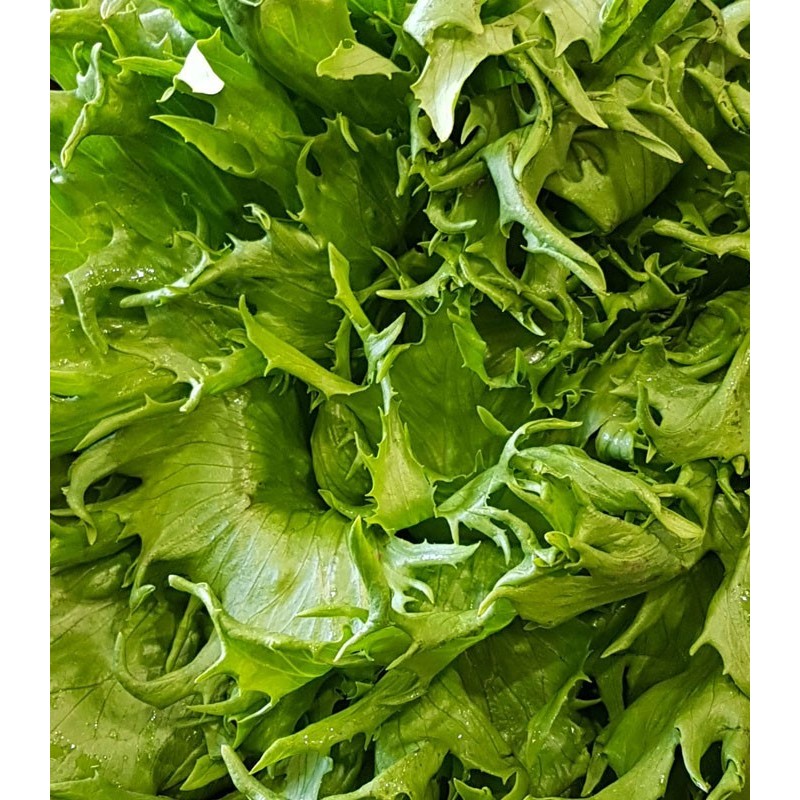 Salade Reine des Glaces