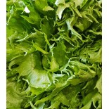 Salade Reine des Glaces