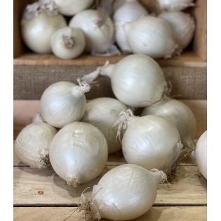 Oignon Blanc