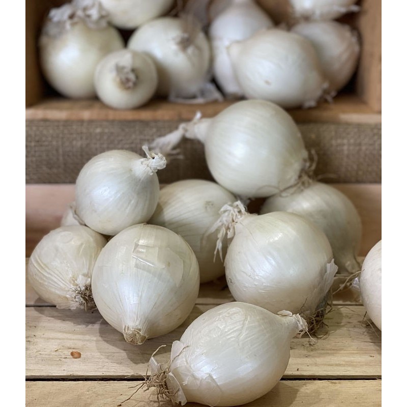 Oignon Blanc