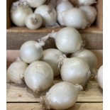 Oignon Blanc