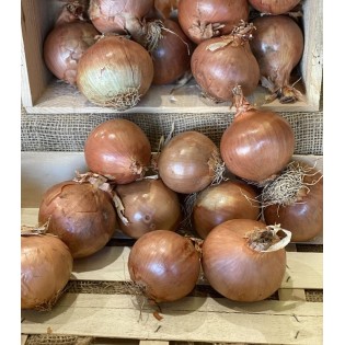 Oignon Grelot