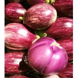 Aubergine Tigrée