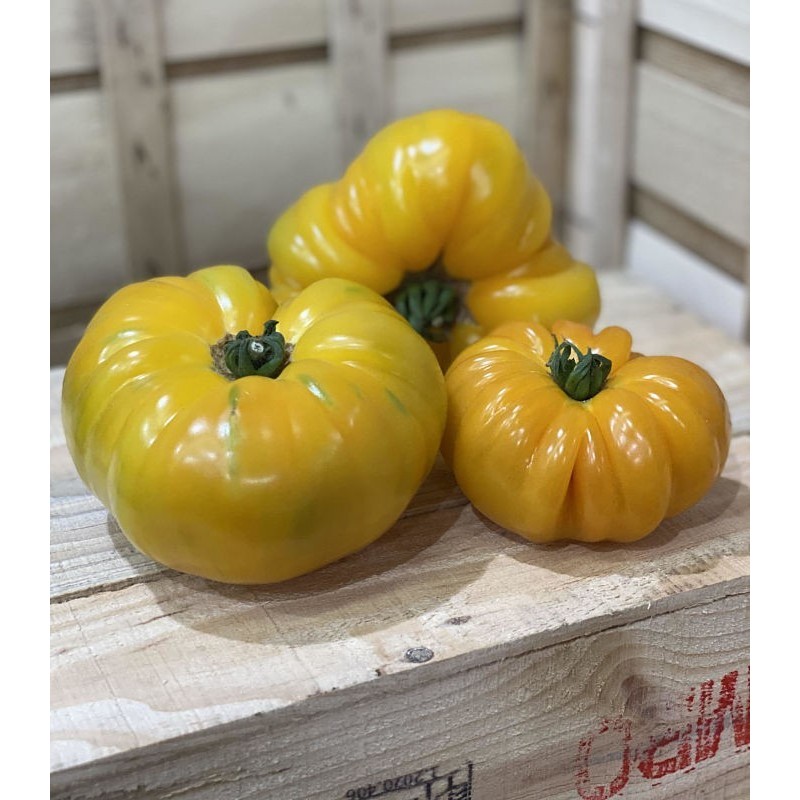 Tomate Jaune