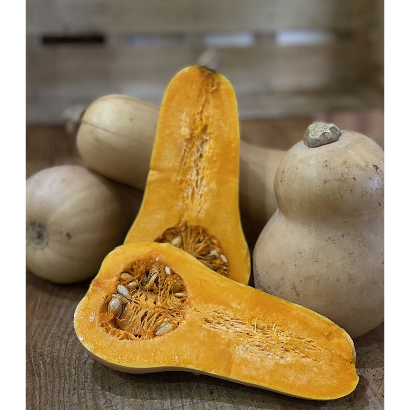 Butternut