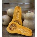 Butternut