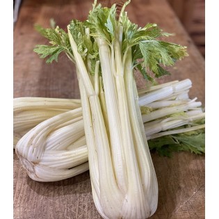 Céleri Branche Vert Doré