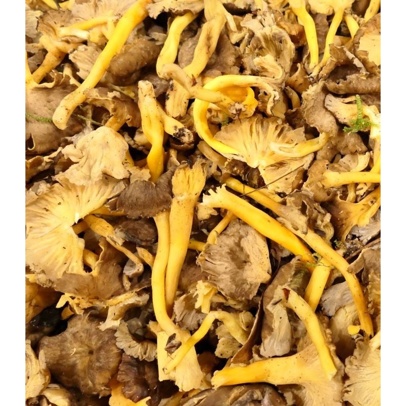 Chanterelle